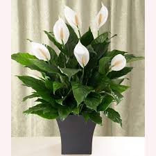 Spathiphyllum Plant